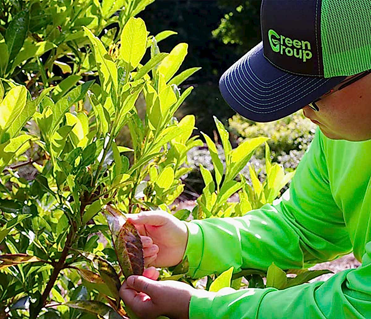service-box-tree-shrub