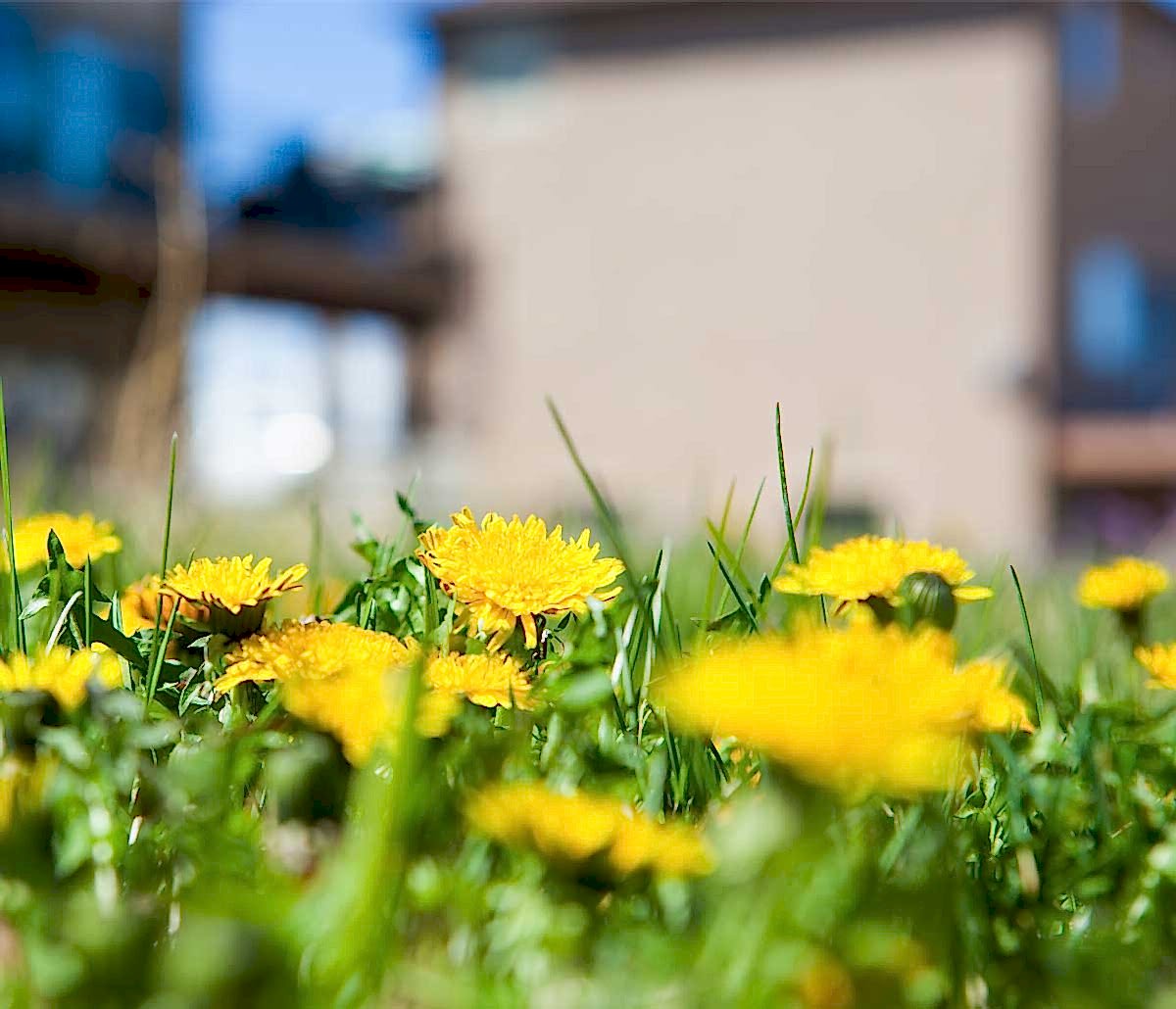 weed control in melbourne, florida image of dandelions in a melbourne, FL lawn