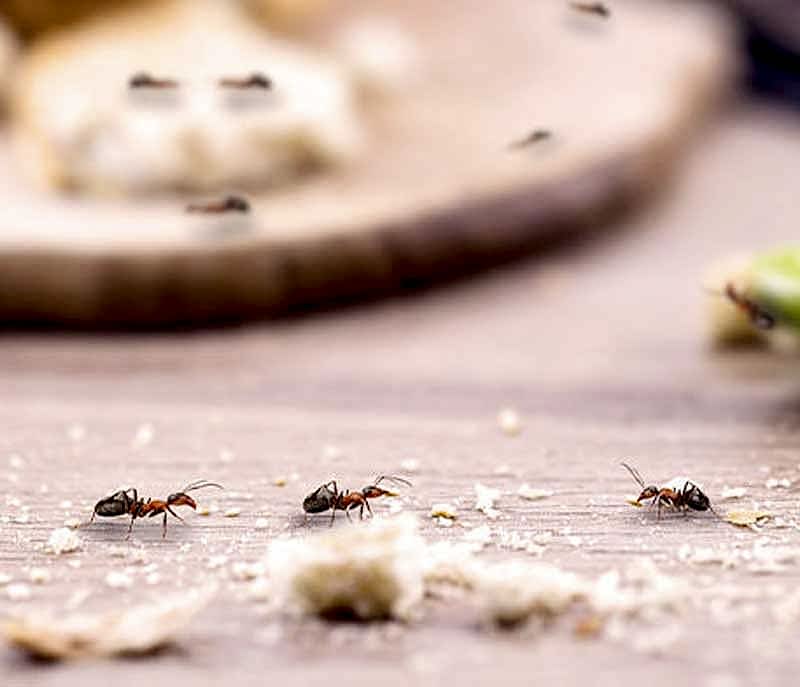 pest-control fire ant control