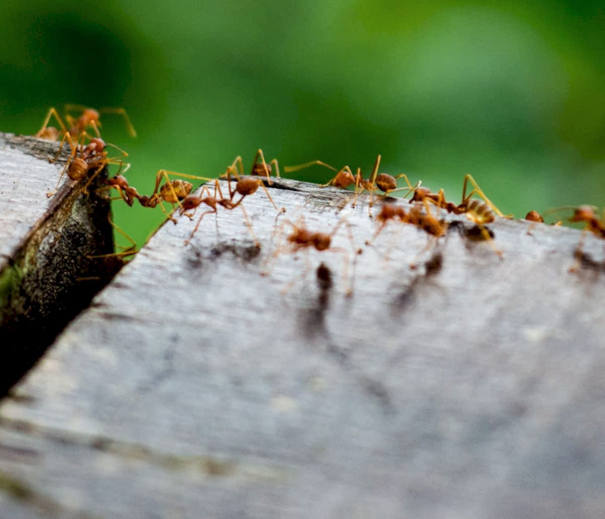 fire ant control